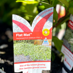 TRACHELOSPERMUM asiaticum (FT01) 'Flat Mat'
