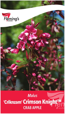 MALUS 'Crimson Knight' (Criknzam)