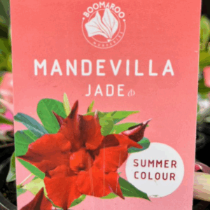 MANDEVILLA Jade Varieties