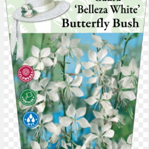 GAURA lindheimeri 'Belleza White'