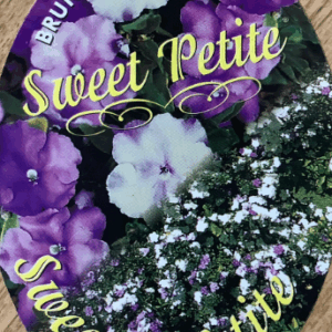 Brunsfelsia 'Sweet Petite' (yesterday-today-and-tomorrow plant)