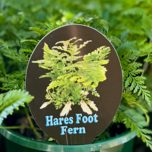 DAVALLIA feejensis (Hares Foot Fern)