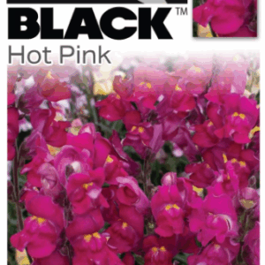 ANTIRRHINUM 'Snap in Black- Hot Pink'