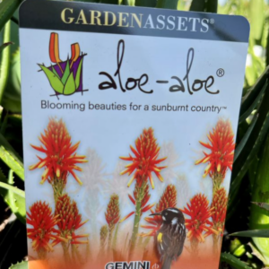 ALOE humilis hybrid 'Gemini'