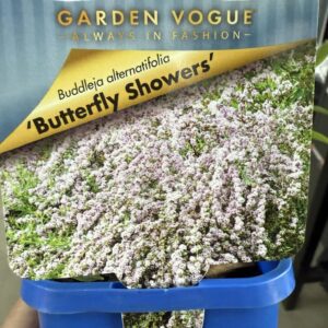 BUDDLEIA alternatifolia 'Butterfly Showers'