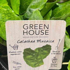 CALATHEA musaica 'Network'