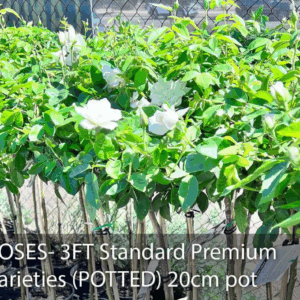 ROSES- 3FT Standard Premium Varieties (POTTED)