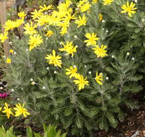Euryops pectinatus 'Little Sunray'