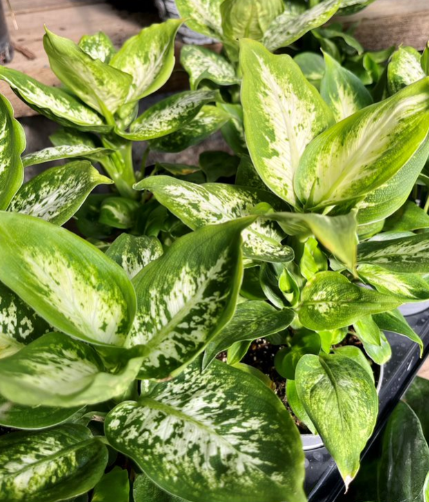 green jewel dracaena Dracaena Warneckii 'White Jewel' 4