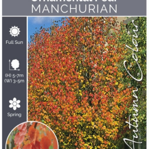 PYRUS ussuriensis 'Manchurian Pear'