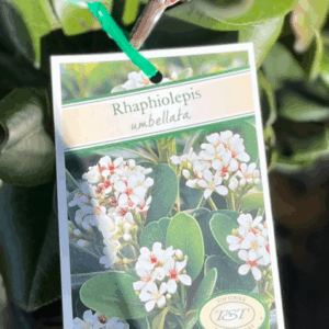 RHAPHIOLEPIS umbellata