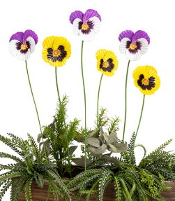 Pansy Colourful