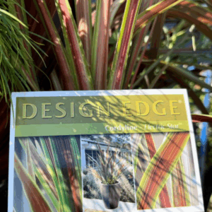 CORDYLINE 'Electric Star'