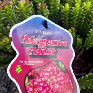 PIMELEA ferruginea 'Magenta Mist'