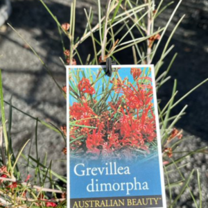 GREVILLEA dimorpha 'Fine Leaf Form'