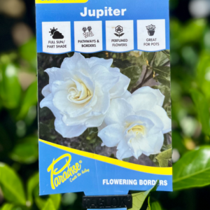 GARDENIA Paradise 'Jupiter'