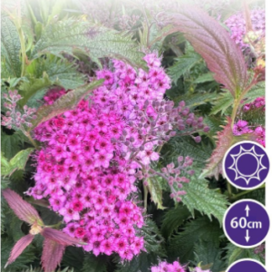 Spirea ‘Dolchica’