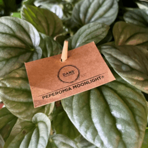 PEPEROMIA 'Moonlight'