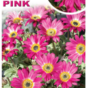 ARCTOTIS ‘Silverdust Pink’