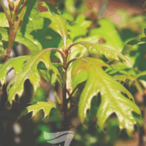 QUERCUS palustris 'Green Pillar' (Pringreen)
