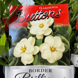 GARDENIA jasminoides 'Buttons'