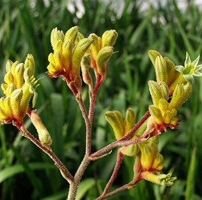 Angiozanthos spp. Harmony