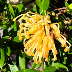 GREVILLEA 'Gold Fever'