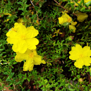 HIBBERTIA vestita (Hairy Guinea Flower)
