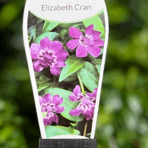 VINCA ‘Elizabeth Cran’