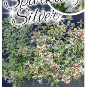 ABELIA 'Sparkling Silver'