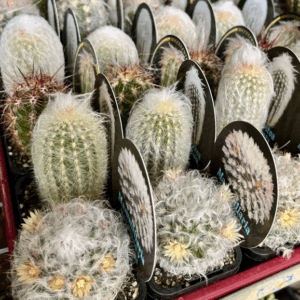 HAIRY Rare Cactus