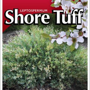 LEPTOSPERMUM shore tuff