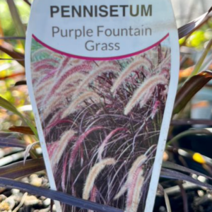 PENNISETUM advena rubrum 'Purple Fountain Grass'