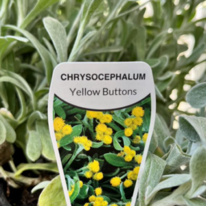 CHRYSOCEPHALUM ramosissimum 'Yellow Buttons'