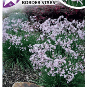 TULBAGHIA 'Starlet'