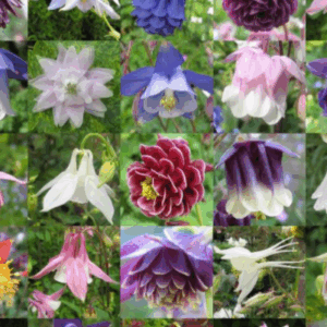 AQUILEGIA Varieties