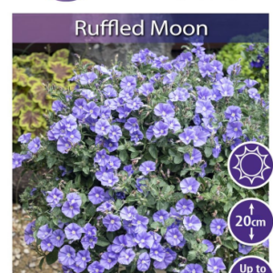Convolvulus ‘Ruffled Moon’