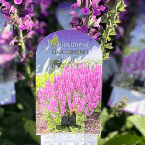 SALVIA nemorosa 'Back to the Fuchsia'