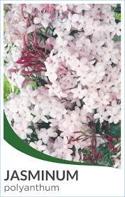 JASMINUM polyanthum