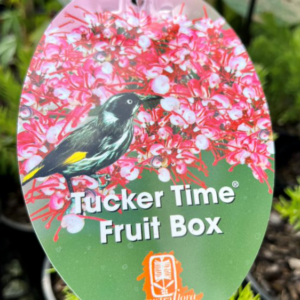GREVILLEA 'Tucker Time Fruit Box'