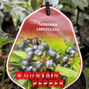 TASMANNIA lanceolata 'Mountain Pepper'