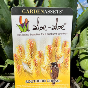 ALOE ferox hybrid 'Southern Cross'