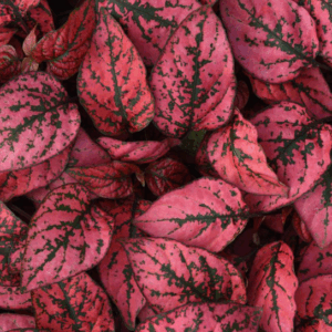 HYPOESTES phyllostachya 'Red Splash'