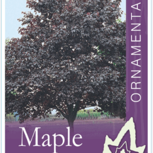 ACER platanoides 'Crimson King'