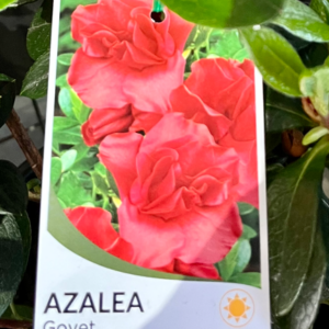 AZALEA 'Goyet'