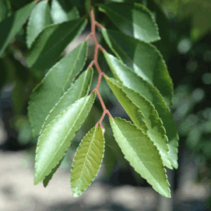 ULMUS parvifolia 'Todd'