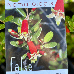 NEMATOLEPIS phebalioides (False Correa)