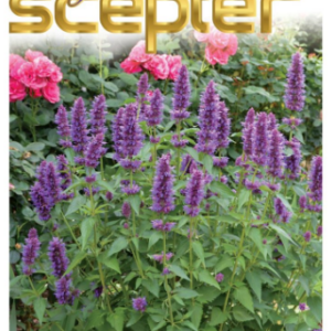 AGASTACHE 'Royal Scepter'