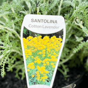 SANTOLINA 'Cotton Lavender'