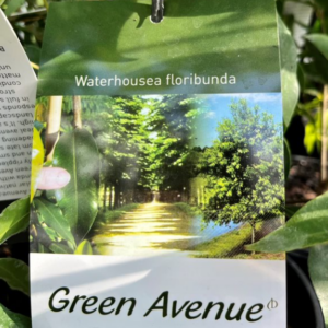 WATERHOUSEA floribunda 'Green Avenue'